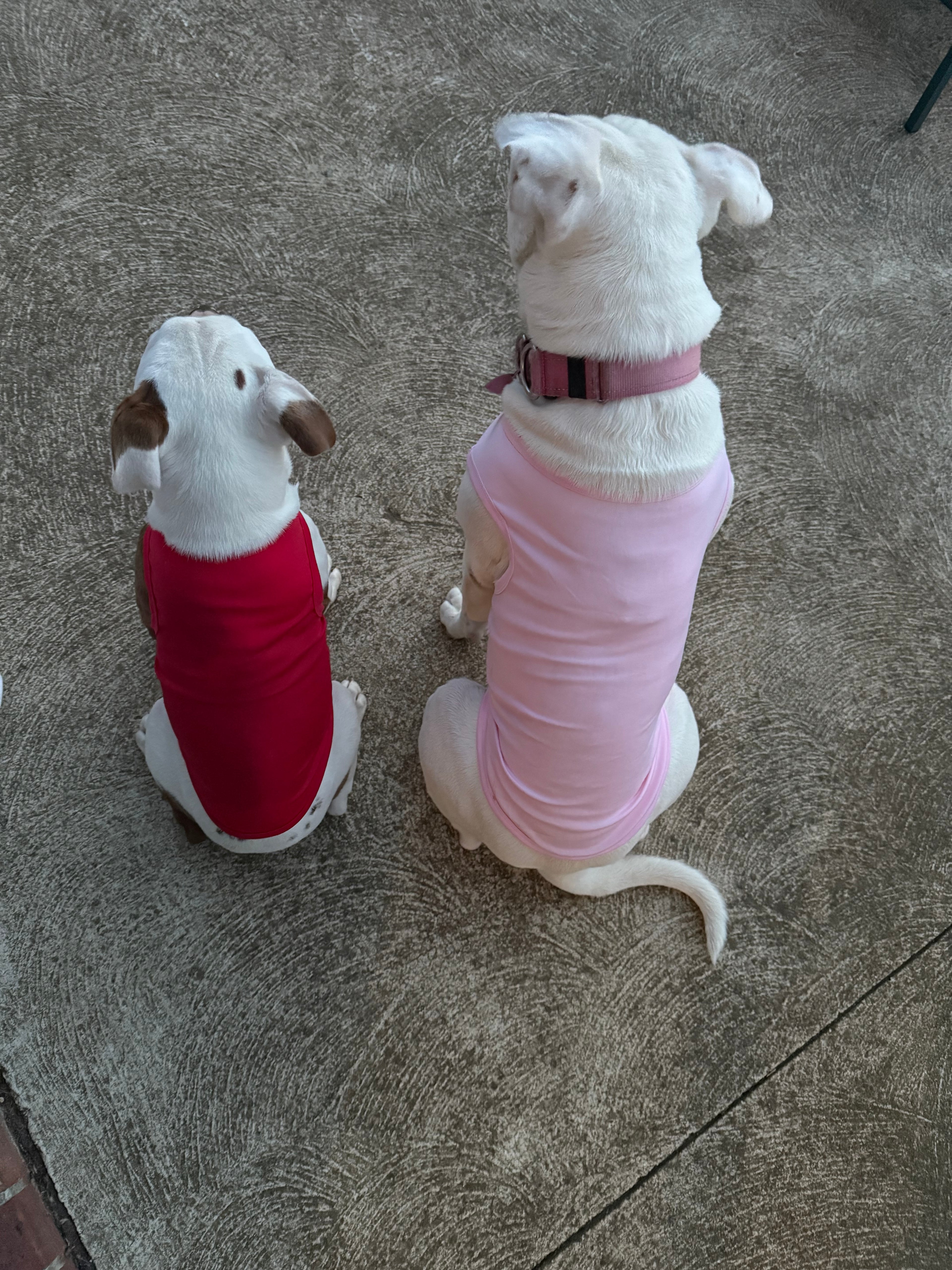 Doggy tops